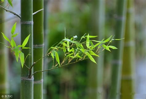 竹子種植|竹子种植技巧——简单易学的移竹种植方法